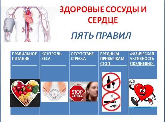 ЗДОРОВЫЕ СОСУДЫ И СЕРДЦЕ