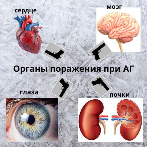 органы, которые поражает гипертония
